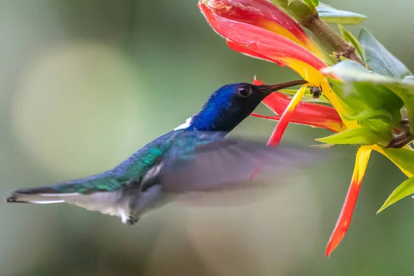 Green Violet Ear Hummingbird Colibri Thalassinus Flight Isolated Green Background — Stok fotoğraf