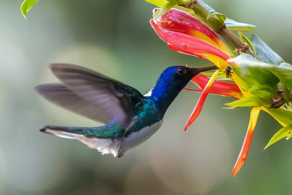 在哥斯达黎加的绿色背景下 在飞行中被隔离的绿色紫耳蜂鸟 Colibri Thalassinus — 图库照片