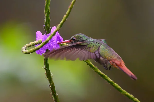 Green Violet Ear Hummingbird Colibri Thalassinus Flight Isolated Green Background — Zdjęcie stockowe