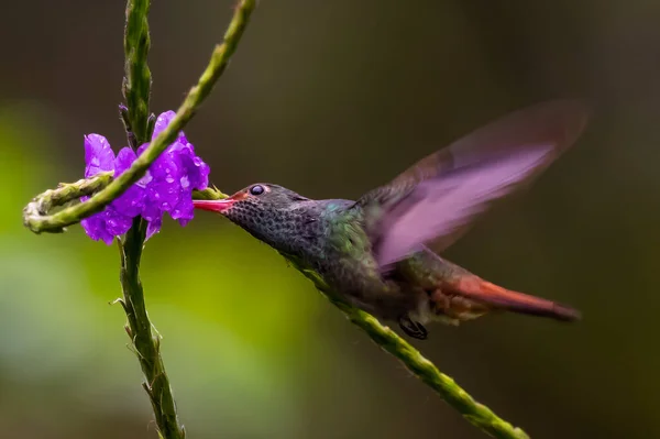 Green Violet Ear Hummingbird Colibri Thalassinus Flight Isolated Green Background — Zdjęcie stockowe