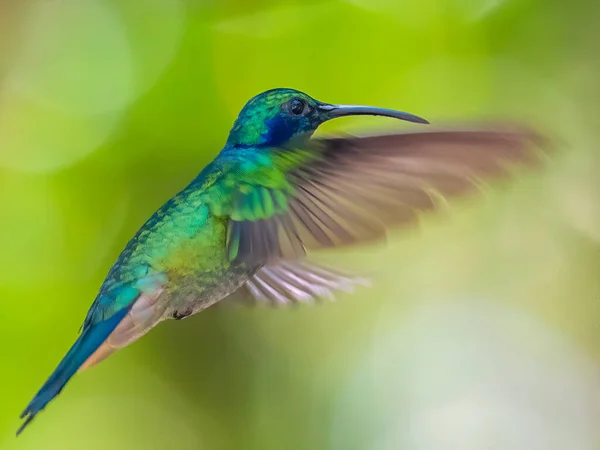 Zielony Fioletowo Uchowy Koliber Colibri Thalassinus Locie Odizolowany Zielonym Tle — Zdjęcie stockowe