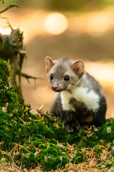 Stone Marten Martes Foina Clear Green Background Beech Marten Detail — Stock Photo, Image