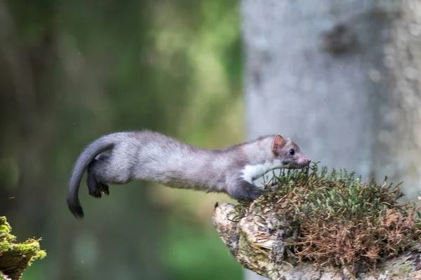 Stone Marten Martes Foina Clear Green Background Beech Marten Detail — Stock Photo, Image