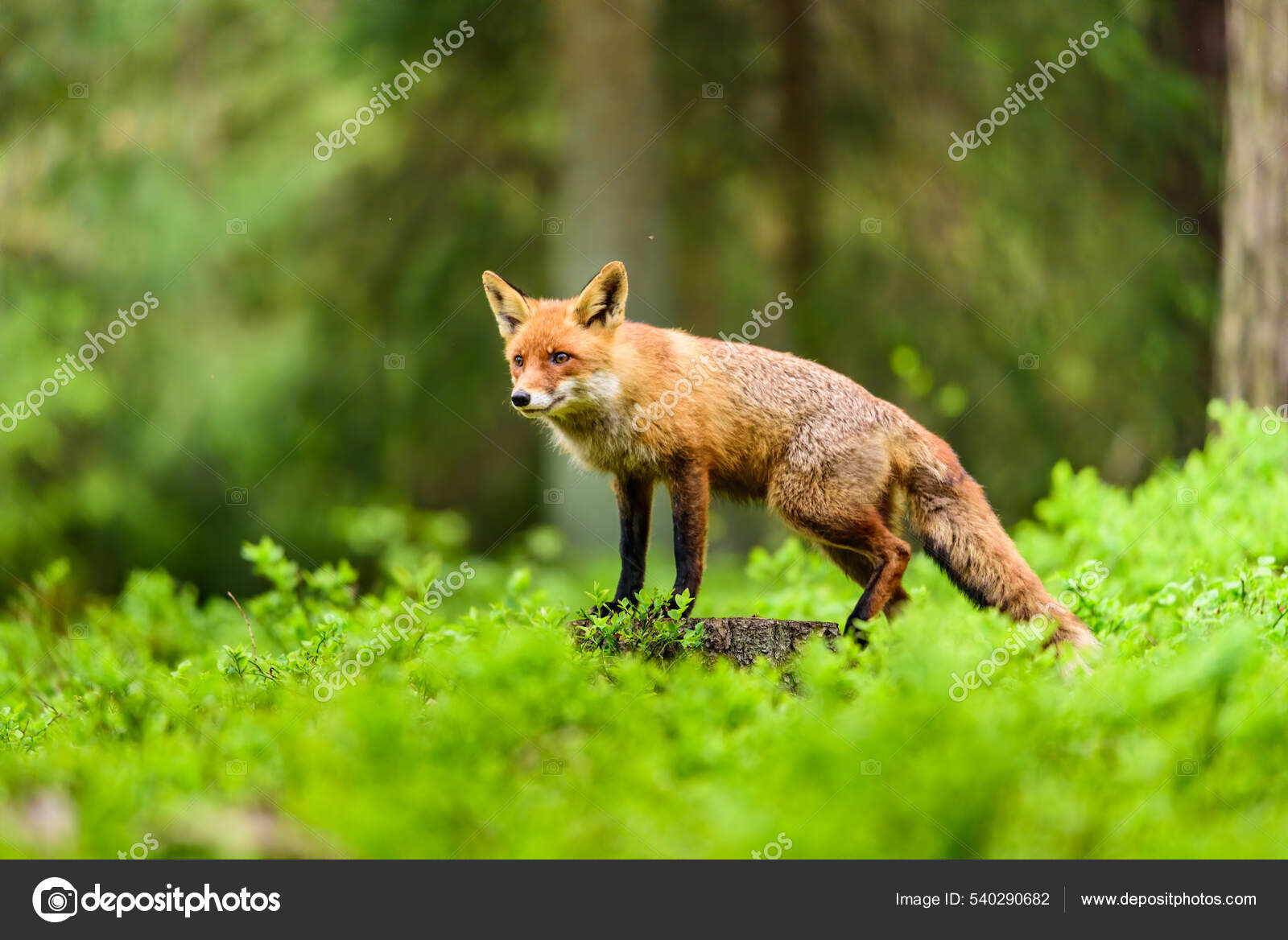 Cute Red Fox Vulpes Vulpes Fall Forest Beautiful Animal Nature Stock