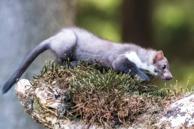 Kaya kestanesi, Martes foina, açık yeşil arkaplan. Kayın ağacı, orman hayvanının detaylı portresi. Ormandaki güzel yeşil yosun taşının üzerinde oturan küçük yırtıcı hayvan. Vahşi yaşam sahnesi, Fransa