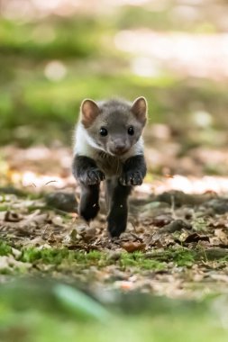 Kaya kestanesi, Martes foina, açık yeşil arkaplan. Kayın ağacı, orman hayvanının detaylı portresi. Ormandaki güzel yeşil yosun taşının üzerinde oturan küçük yırtıcı hayvan. Vahşi yaşam sahnesi, Fransa
