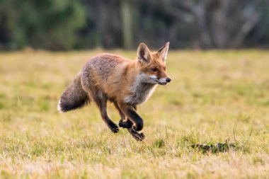 Şirin Kızıl Tilki, Vulpes vulpes sonbahar ormandaki. Güzel hayvan doğa ortamlarında. Vahşi doğa vahşi yaşam mahallinden. Kırmızı turuncu sonbahar yaprakları koşan tilki