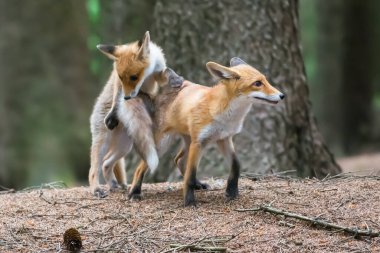 Şirin Kızıl Tilki, Vulpes vulpes sonbahar ormandaki. Güzel hayvan doğa ortamlarında. Vahşi doğa vahşi yaşam mahallinden. Kırmızı turuncu sonbahar yaprakları koşan tilki