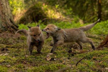 Şirin Kızıl Tilki, Vulpes vulpes sonbahar ormandaki. Güzel hayvan doğa ortamlarında. Vahşi doğa vahşi yaşam mahallinden. Kırmızı turuncu sonbahar yaprakları koşan tilki