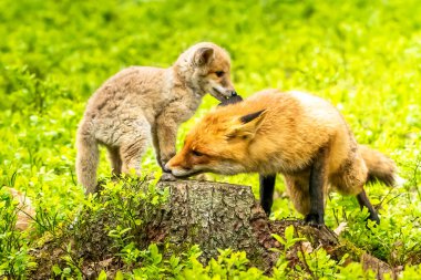 Şirin Kızıl Tilki, Vulpes vulpes sonbahar ormandaki. Güzel hayvan doğa ortamlarında. Vahşi doğa vahşi yaşam mahallinden. Kırmızı turuncu sonbahar yaprakları koşan tilki