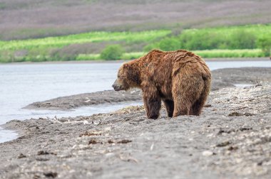 Topraklara hükmeden Kamçatka 'nın kahverengi ayıları (Ursus arctos beringianus)