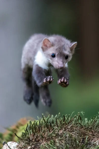 베케트 동물의 초상화 아름다운 동물이 있습니다 동물의 프랑스 — 스톡 사진