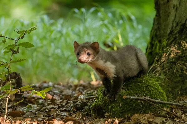 Sten Marten Martes Foina Med Klar Grøn Baggrund Bøg Mår - Stock-foto