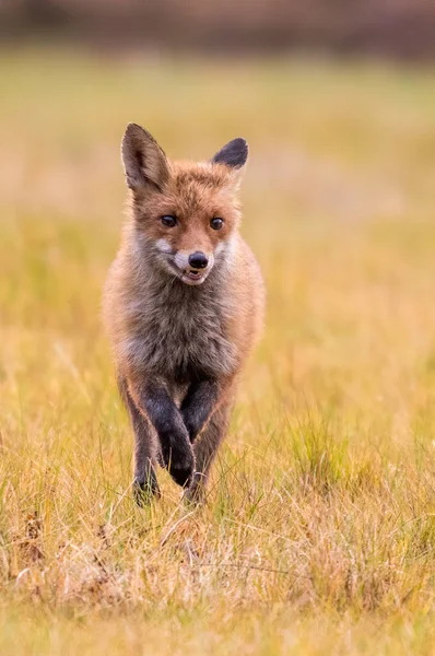 可爱的红狐 秃子秃子在秋天的森林 美丽的动物在自然栖息地 野生动物场景从野生自然 红狐在橙色的秋叶中奔跑 — 图库照片