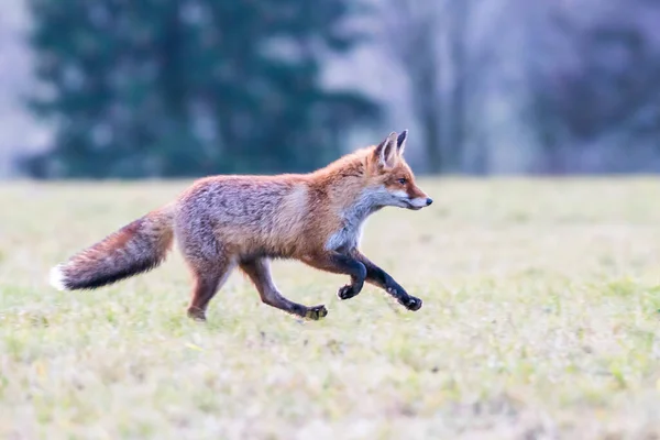 Carino Red Fox Vulpes Vulpes Nella Foresta Autunnale Bellissimo Animale — Foto Stock