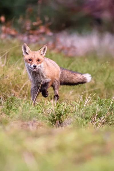 Cute Red Fox Vulpes Vulpes Fall Forest Beautiful Animal Nature — Stock Photo, Image