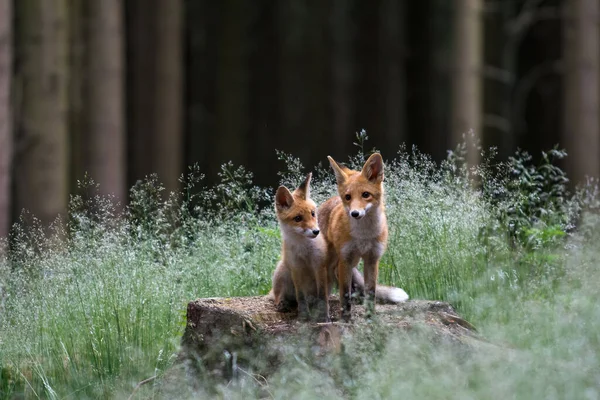 Χαριτωμένο Κόκκινη Αλεπού Vulpes Vulpes Στο Φθινόπωρο Δάσος Όμορφο Ζώο — Φωτογραφία Αρχείου