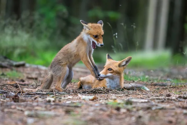 Χαριτωμένο Κόκκινη Αλεπού Vulpes Vulpes Στο Φθινόπωρο Δάσος Όμορφο Ζώο — Φωτογραφία Αρχείου