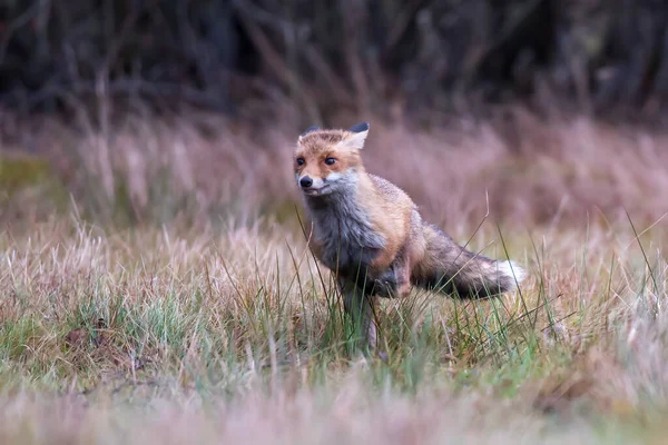 Şirin Kızıl Tilki Vulpes Vulpes Sonbahar Ormandaki Güzel Hayvan Doğa — Stok fotoğraf