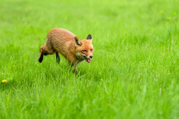 Милий Red Fox Лисиця Лисиця Лісі Падіння Красиве Тварину Середовищі — стокове фото