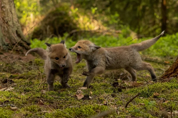 Roztomilý Red Fox Vulpes Vulpes Lese Podzim Krásné Zvíře Prostředí — Stock fotografie