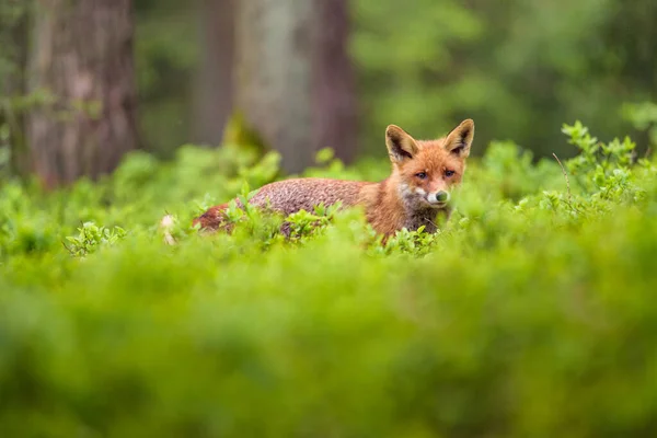 Lindo Zorro Rojo Vulpes Vulpes Bosque Otoñal Hermoso Animal Hábitat — Foto de Stock