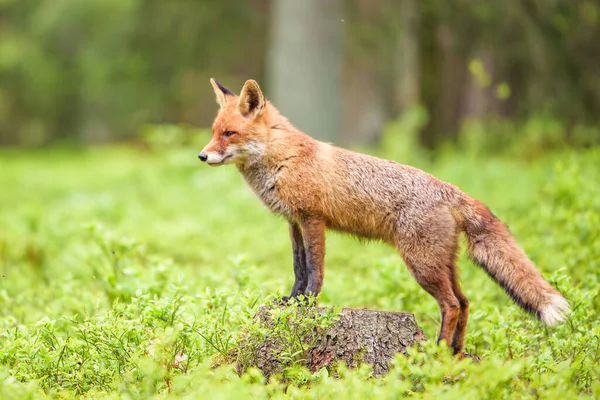 Roztomilý Red Fox Vulpes Vulpes Lese Podzim Krásné Zvíře Prostředí — Stock fotografie