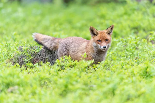 Raposa Vermelha Gira Vulpes Vulpes Floresta Outono Belo Animal Habitat — Fotografia de Stock