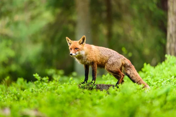 Lindo Zorro Rojo Vulpes Vulpes Bosque Otoñal Hermoso Animal Hábitat — Foto de Stock