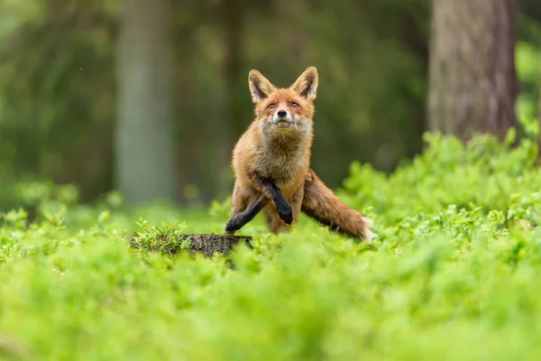 Mignon Renard Roux Vulpes Vulpes Dans Forêt Automne Bel Animal — Photo