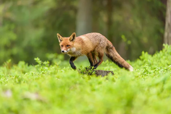 Милий Red Fox Лисиця Лисиця Лісі Падіння Красиве Тварину Середовищі — стокове фото