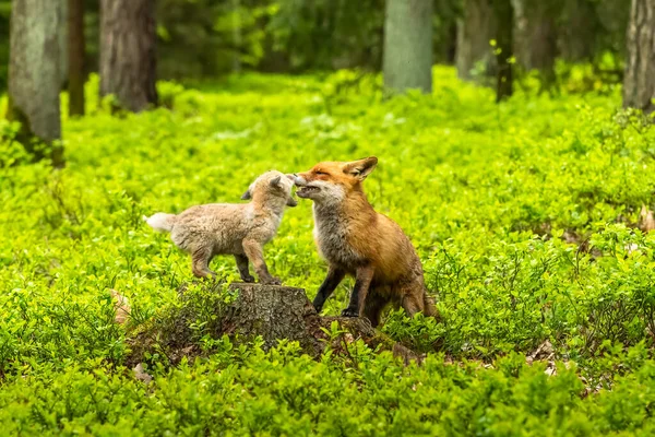 Lindo Zorro Rojo Vulpes Vulpes Bosque Otoñal Hermoso Animal Hábitat — Foto de Stock