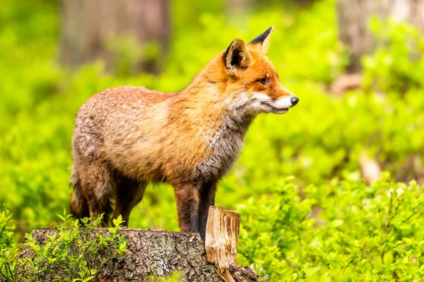 Roztomilý Red Fox Vulpes Vulpes Lese Podzim Krásné Zvíře Prostředí — Stock fotografie