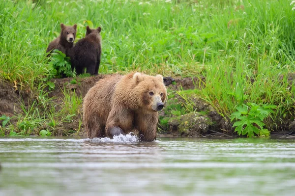 堪察加半岛的棕熊 Ursus Arctos Berπanus 统治着整个风景 — 图库照片