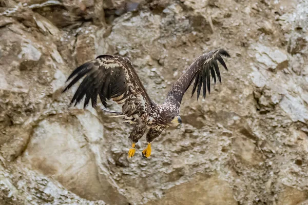 독수리 Haliaeetus Albicilla Ern Erne Gray Eagle Eurasian Sea Eagle — 스톡 사진