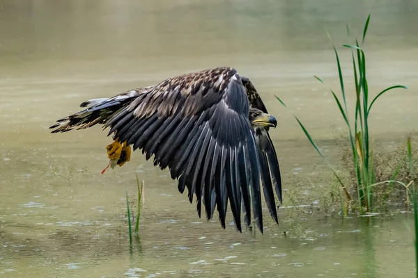 White Tailed Eagle Haliaeetus Albicilla Flygning Även Känd Som Ern — Stockfoto