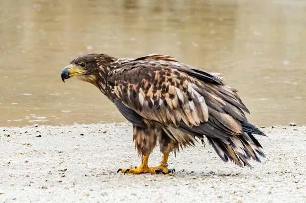 Águila Cola Blanca Haliaeetus Albicilla Vuelo También Conocido Como Ern — Foto de Stock