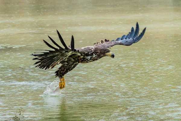 White Tailed Eagle Haliaeetus Albicilla Flight Also Known Ern Erne — стокове фото