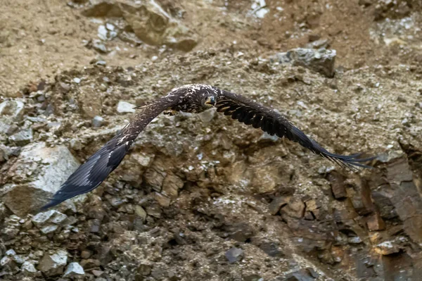 독수리 Haliaeetus Albicilla Ern Erne Gray Eagle Eurasian Sea Eagle — 스톡 사진