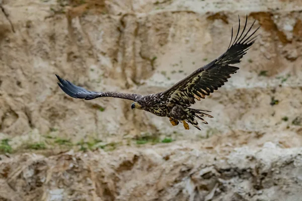 White Tailed Eagle Haliaeetus Albicilla Flight Also Known Ern Erne — стокове фото