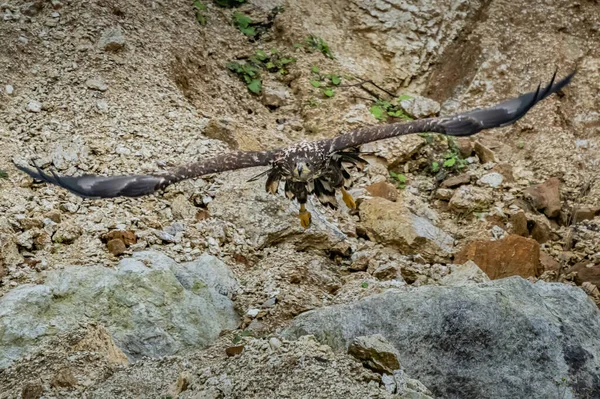 Білий Орлик Haliaeetus Albicilla Польоті Також Відомий Орн Ерн Сірий — стокове фото