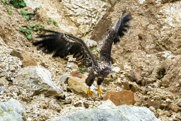 Білий Орлик Haliaeetus Albicilla Польоті Також Відомий Орн Ерн Сірий — стокове фото