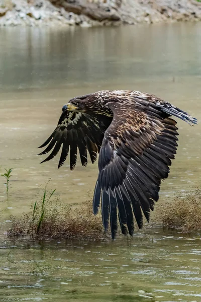 Білий Орлик Haliaeetus Albicilla Польоті Також Відомий Орн Ерн Сірий — стокове фото