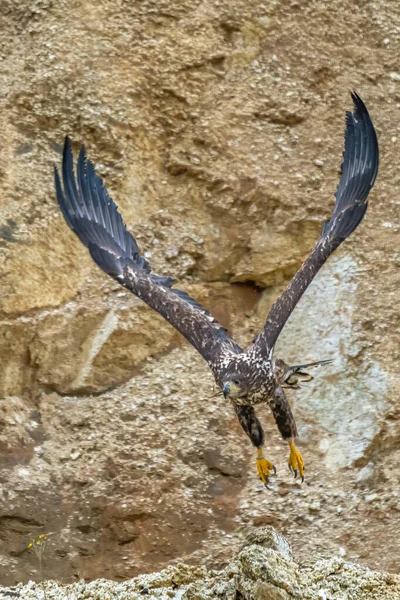 飛行中の白尾ワシ Haliaeetha Albiilla エルン エルン 灰色のワシ ユーラシアの海ワシと白尾の海ワシとして知られています 翼を広げる ポーランド ヨーロッパ — ストック写真