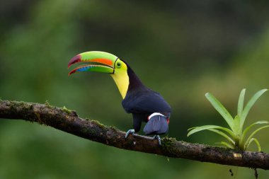Ramphastos sulfuratus, Keel-billed toucan The bird is perched on the branch in nice wildlife natural environment of Costa Rica