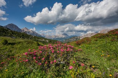 Trentino 'daki Dolomiti Dağı' ndaki manzara ormanı.