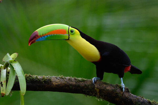 Ramphastos sulfuratus, Keel-billed toucan The bird is perched on the branch in nice wildlife natural environment of Costa Rica