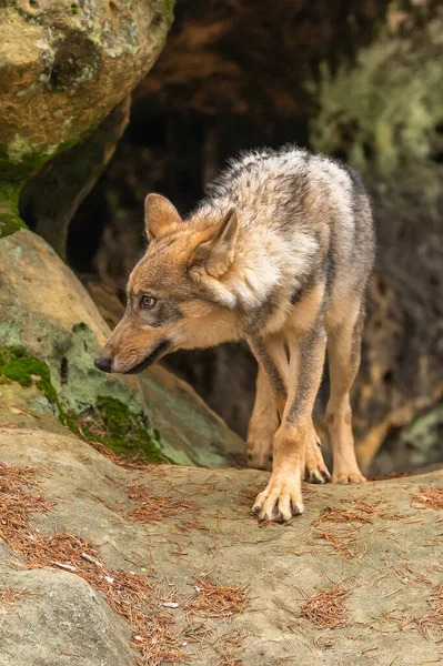 Lone Wolf Running Φθινόπωρο Δάσος Τσεχική Δημοκρατία — Φωτογραφία Αρχείου
