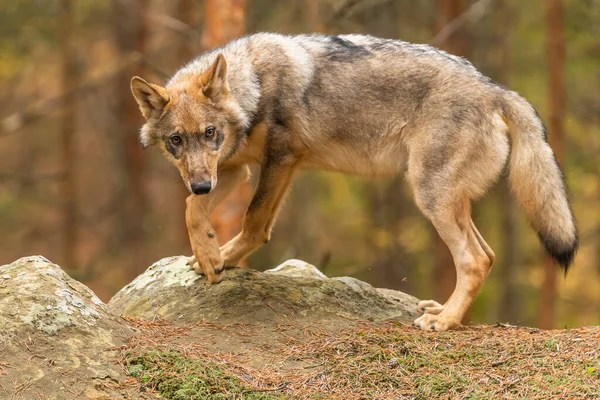 Ensam Varg Höstskogen Tjeckien — Stockfoto