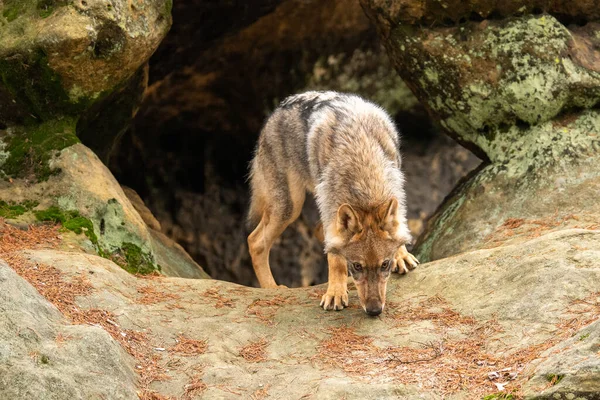 秋の森を走るオオカミ チェコ共和国 — ストック写真